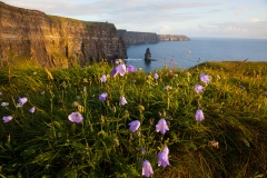 Cliffs of Moher with Wild flowers.
